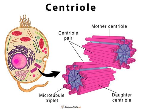 centrioles images|centrioles in animals.